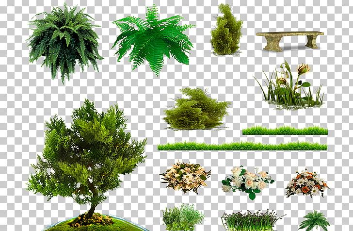 Pine Family Vegetation Soil Biome Trunk PNG, Clipart, Biome, Branch, Conifer, Ecosystem, Evergreen Free PNG Download