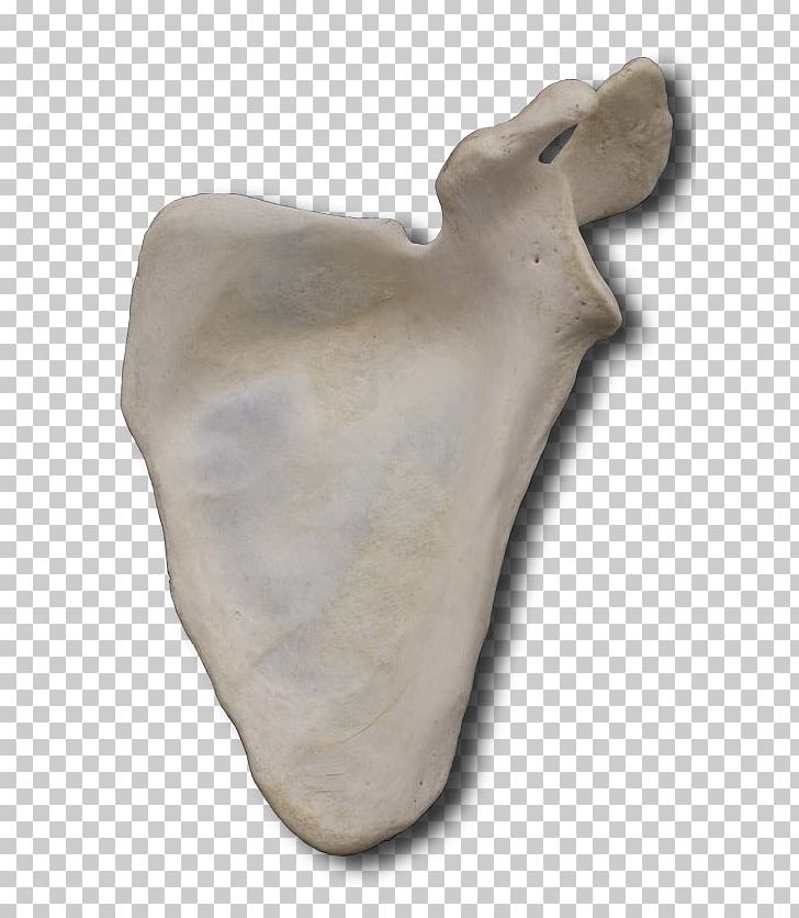 Sculpture Artifact Bone PNG, Clipart, Artifact, Bone, Bones, Jaw, Others Free PNG Download