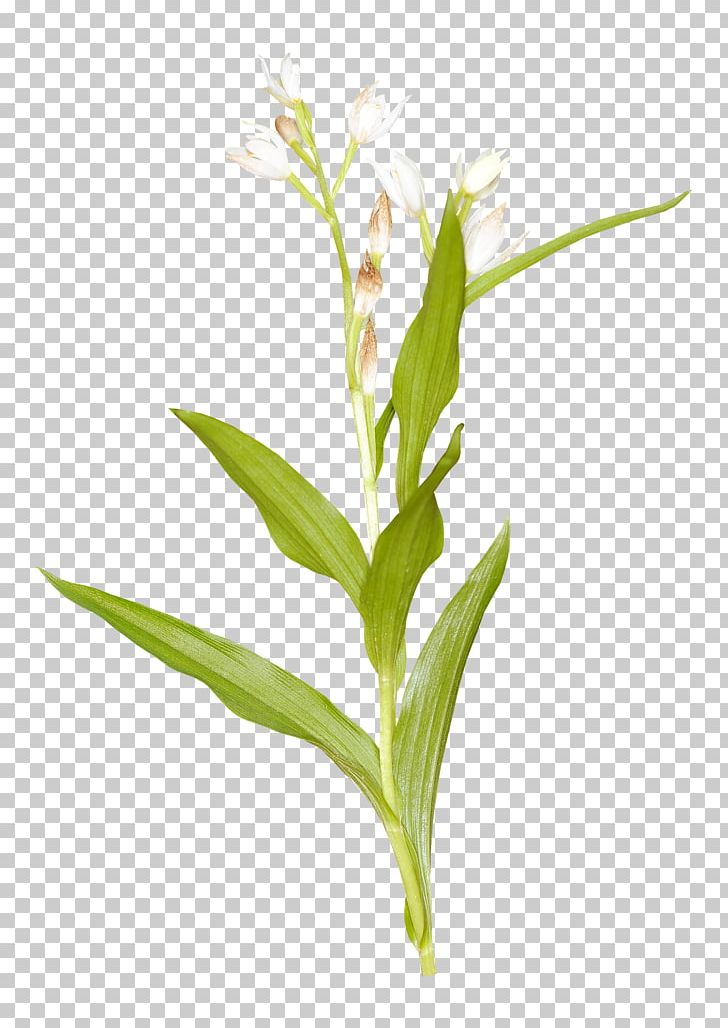 Cut Flowers Grasses Plant Stem PNG, Clipart, Commodity, Country, Cut Flowers, Family, Flower Free PNG Download
