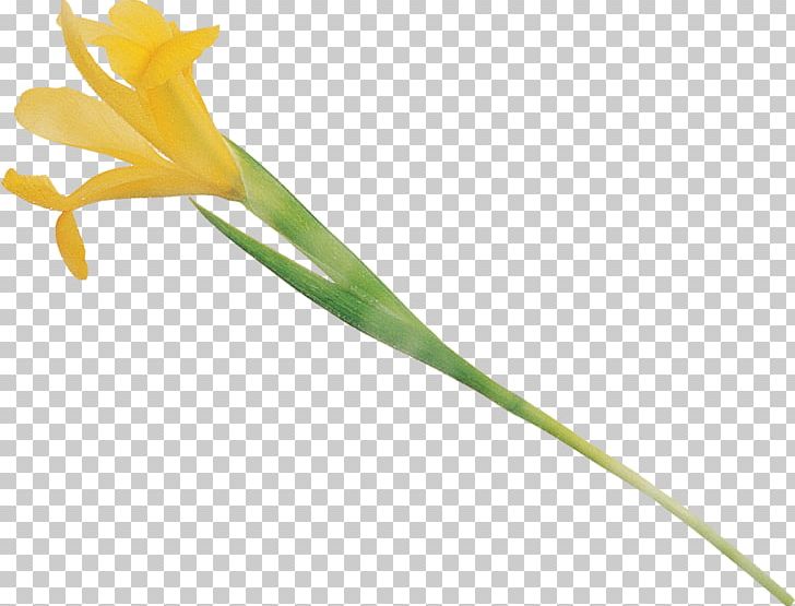 Flower Plant Stem Leaf Bud Petal PNG, Clipart, Bud, Flora, Flower, Flowering Plant, Iris Free PNG Download