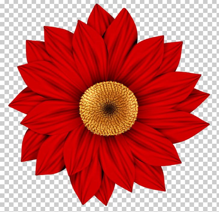 Flower Transvaal Daisy Drawing PNG, Clipart, Art, Bright, Common Daisy, Common Sunflower, Cut Flowers Free PNG Download