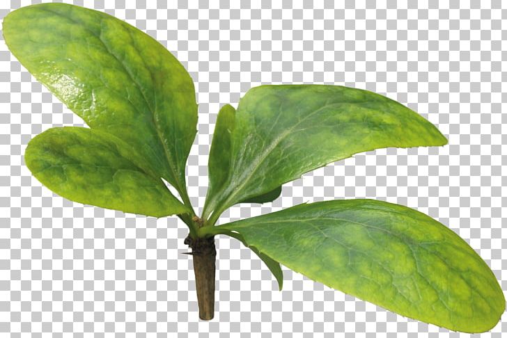 Leaf Plant Stem Herb Tree PNG, Clipart, Herb, Leaf, Leafs, Plant, Plant Stem Free PNG Download