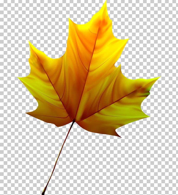Paper Maple Leaf Tree PNG, Clipart, Communication, Leaf, Maple, Maple Leaf, Painting Free PNG Download