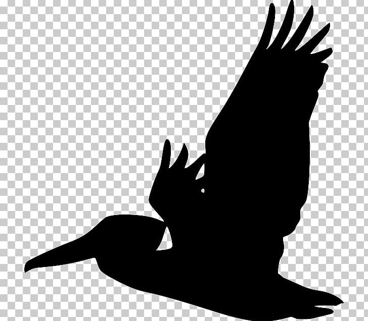Pelican Bird Silhouette PNG, Clipart, Animals, Beak, Bird, Bird Flight, Bird Of Prey Free PNG Download