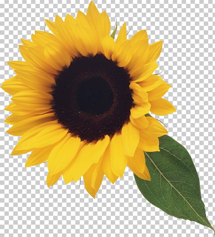 Sunflower PNG Clipart Sunflower Free PNG Download