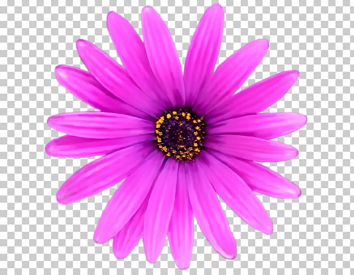 Flower Pink PNG, Clipart, Advertising, Annual Plant, Aster, Chrysanths, Daisy Free PNG Download