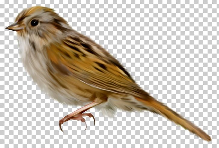 House Sparrow Bird PNG, Clipart, Animals, Beak, Birds, Canary, Car Car Stickers Free PNG Download