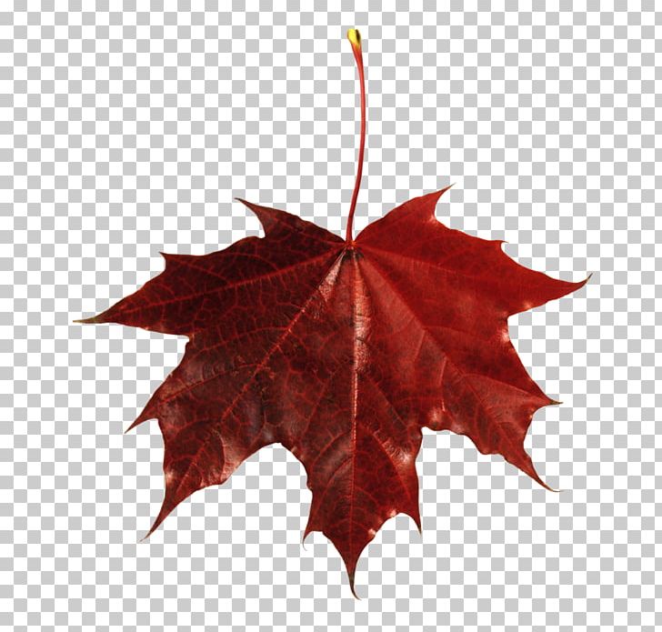 Maple Leaf Autumn Leaf Color PNG, Clipart, Autumn, Autumn Leaf Color, Autumn Leaves, Computer Icons, Download Free PNG Download