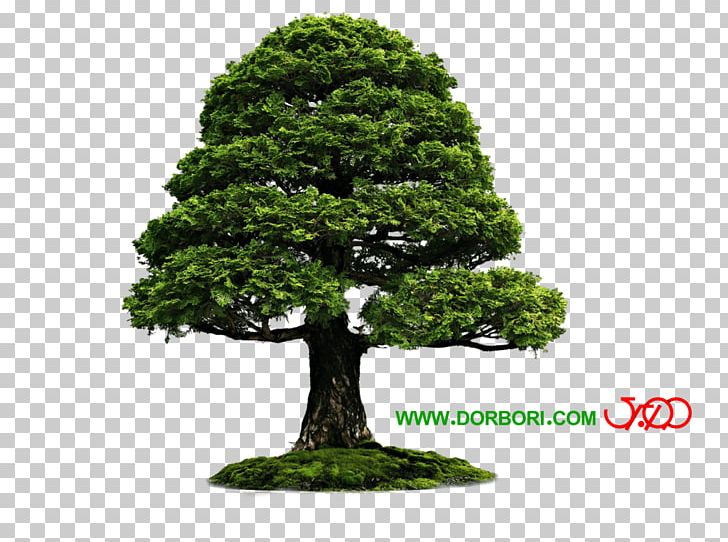 National Bonsai Foundation Indoor Bonsai Popular Bonsai Portable Network Graphics PNG, Clipart, Bald Cypress, Bonsai, Evergreen, Flowerpot, Grass Free PNG Download