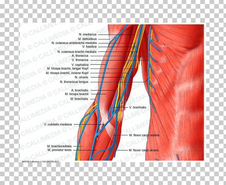 Nerve Anatomy Muscle Augšdelms Shoulder PNG, Clipart, Abdomen, Anatomy, Angle, Arm, Blood Vessel Free PNG Download