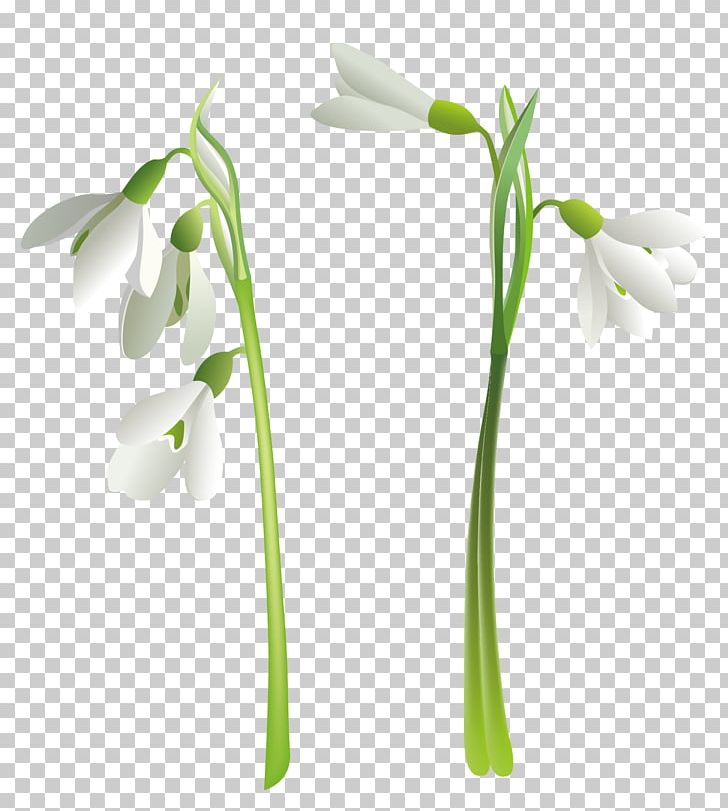 Snowdrop Flower PNG, Clipart, Autocad Dxf, Coreldraw, Crocus Vernus, Cut Flowers, Encapsulated Postscript Free PNG Download