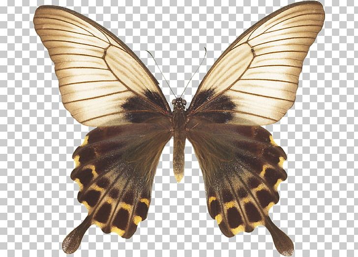 Brush-footed Butterflies Pieridae Gossamer-winged Butterflies Silkworm Butterfly PNG, Clipart, Arthropod, Bombycidae, Brush Footed Butterflies, Brush Footed Butterfly, Butterfly Free PNG Download