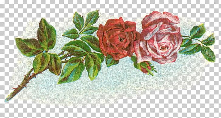 Garden Roses Floral Design Flower Cabbage Rose PNG, Clipart, Antique, Blume, Cut Flowers, Flora, Floral Design Free PNG Download