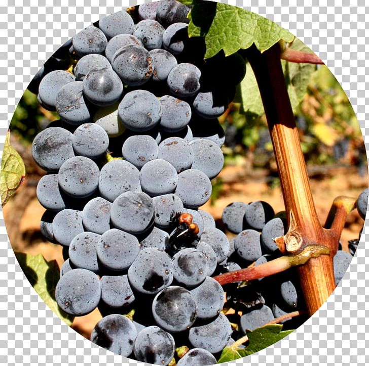 Grape Alicante Bouschet Portuguese Wine Varietal PNG, Clipart, Bilberry, Blueberry, Cabernet, Denominacion De Origen, Food Free PNG Download
