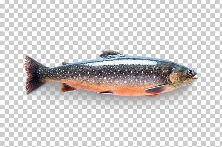 Sardine Salmon Arctic Char Fish Trout PNG, Clipart, Animals, Arctic Char, Bony Fish, Chars, European Pilchard Free PNG Download