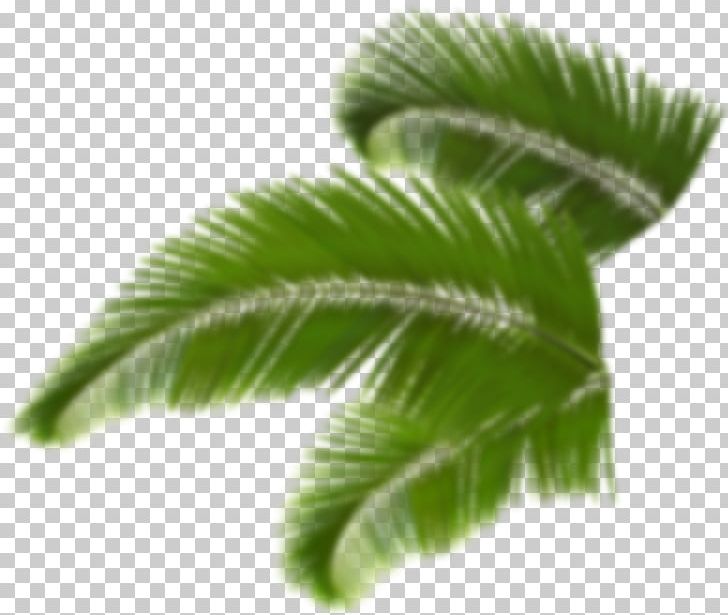 Trees And Leaves Arecaceae Palm Branch PNG, Clipart, Arecaceae, Arecales, Best Of, Borassus Flabellifer, Coconut Free PNG Download