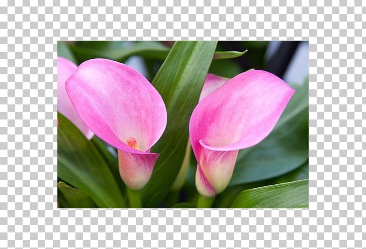 Tulip Pink M Petal RTV Pink Herbaceous Plant PNG, Clipart, Bud, Flower, Flowering Plant, Flowers, Herbaceous Plant Free PNG Download