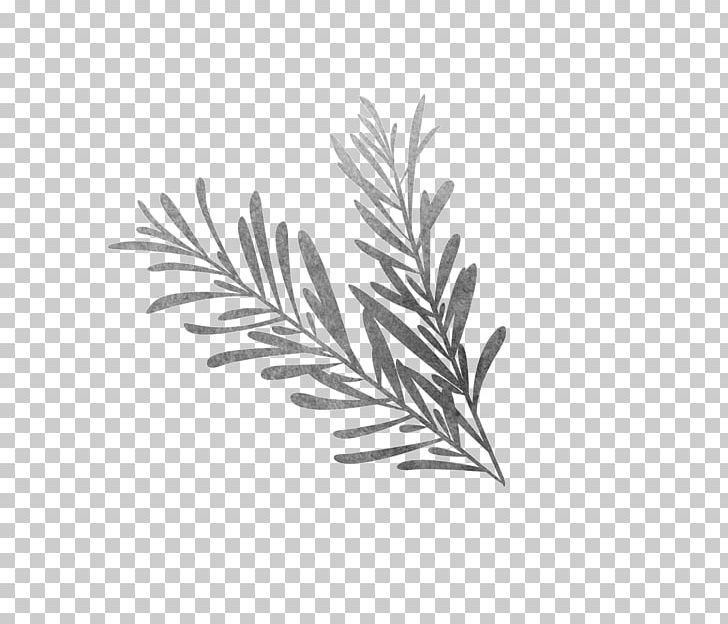 Black And White Drawing Rosemary Sketch PNG, Clipart, Biological, Black And White, Branch, Drawing, Flowering Plant Free PNG Download