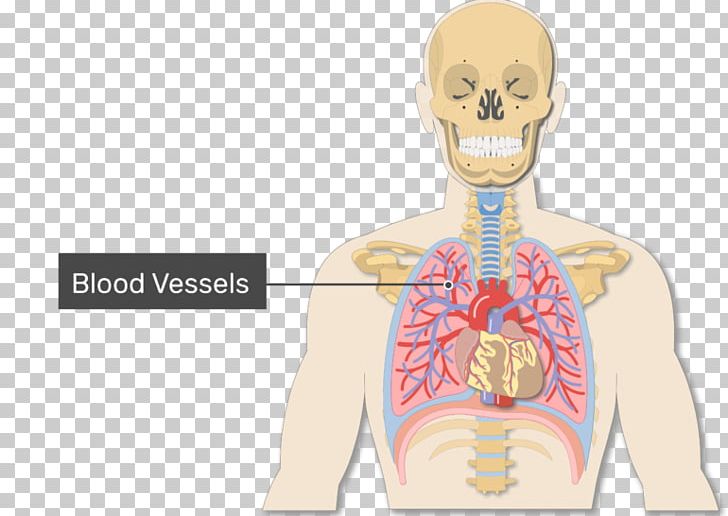 Lung Blood Vessel Alveolar Duct Anatomy PNG, Clipart, Anatomy, Artery, Blood, Blood Vessel, Bronchiole Free PNG Download