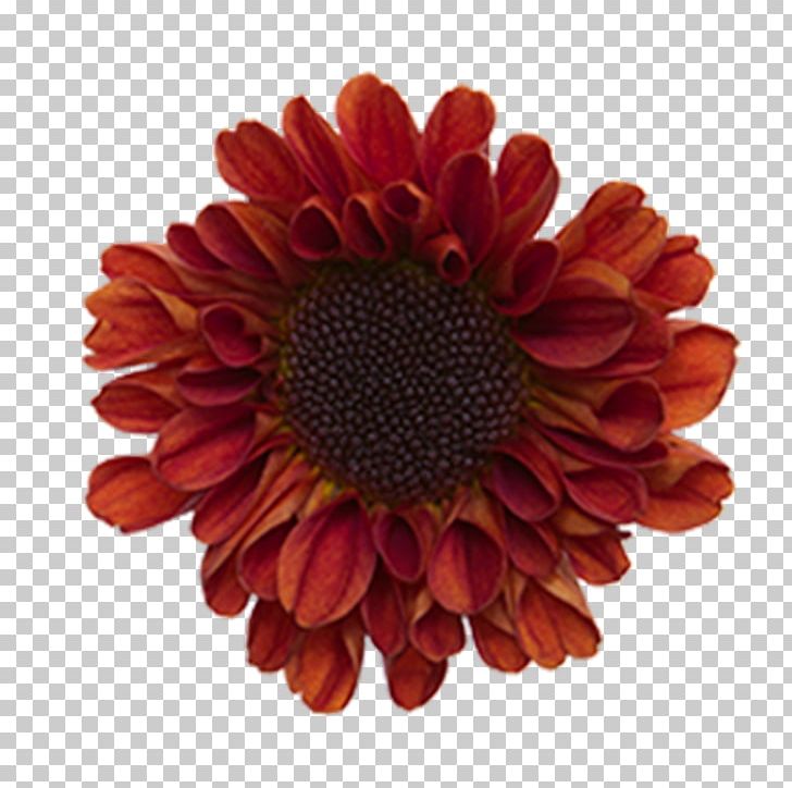 Transvaal Daisy Chrysanthemum Floristry Flower PNG, Clipart, Chrysanthemum, Chrysanths, Copper, Cut Flowers, Daisy Free PNG Download
