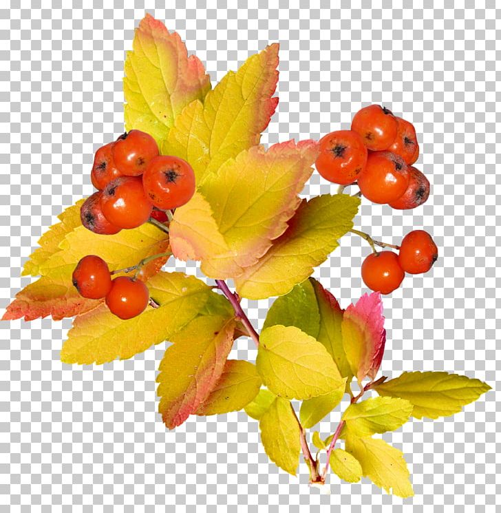 Autumn Photography PNG, Clipart, Autumn, Berry, Download, Drawing, Food Free PNG Download