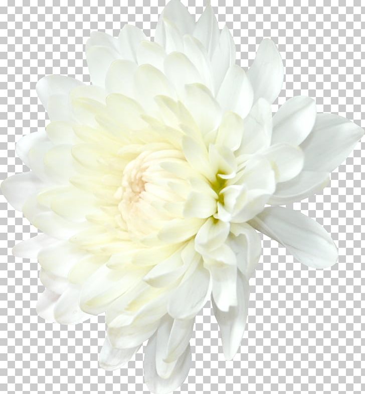 Chrysanthemum Dahlia Transvaal Daisy Flower PNG, Clipart, Artificial Flower, Chamomile, Chrysanthemum, Chrysanthemum Grandiflorum, Chrysanths Free PNG Download