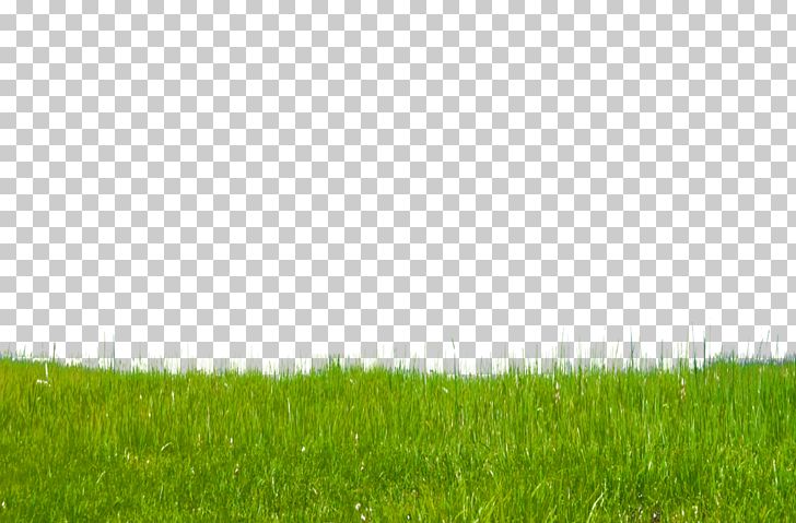 Lawn Green Grasses Grassland PNG, Clipart, Action, Cleaneating, Computer, Computer Wallpaper, Desktop Wallpaper Free PNG Download