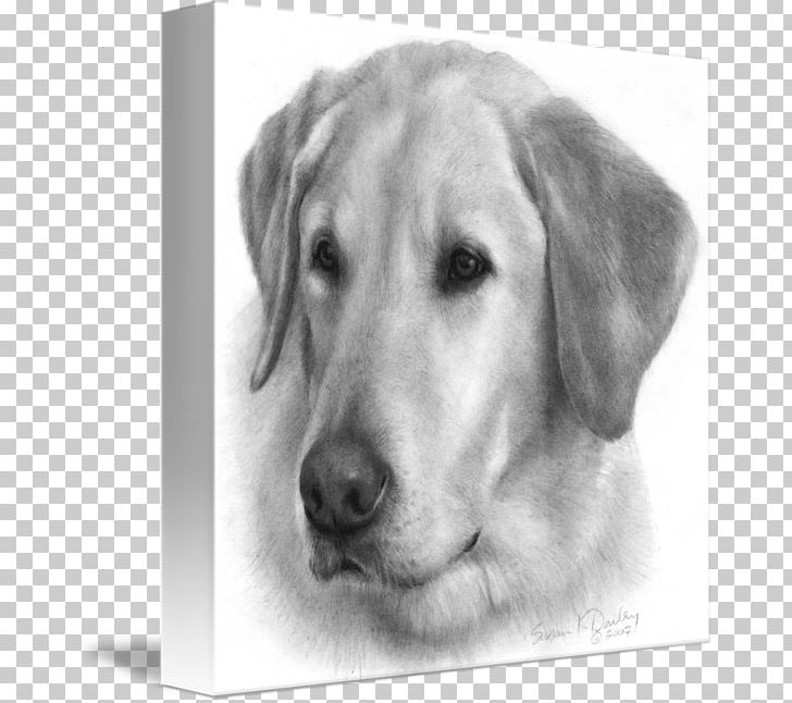 Labrador Retriever Golden Retriever Puppy Drawing PNG, Clipart, Breed, Carnivoran, Companion Dog, Dog, Dog Breed Free PNG Download