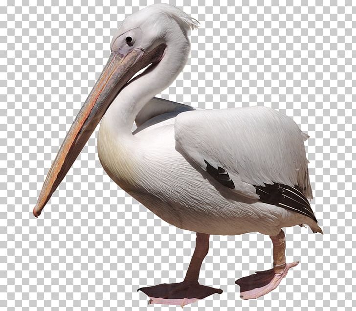 Pelican PNG, Clipart, Beak, Bird, Clip Art, Computer Icons, Desktop Wallpaper Free PNG Download