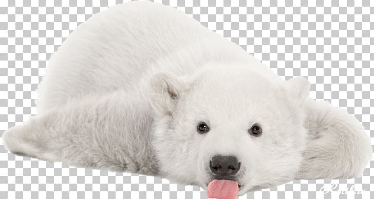 Polar Bear Cubs Giant Panda Stock Photography PNG, Clipart, Animal, Animals, Bear, Bear Cub, Bears Free PNG Download