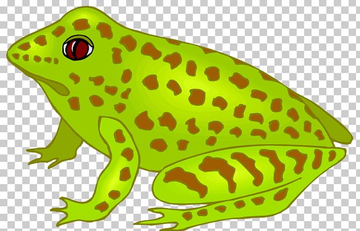 Southern Brown Tree Frog Spencer's River Tree Frog Toad PNG, Clipart,  Free PNG Download