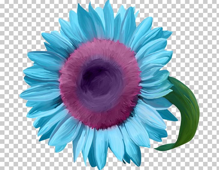 Blue Common Sunflower Transvaal Daisy PNG, Clipart, Blue, Closeup, Color, Common Sunflower, Cut Flowers Free PNG Download