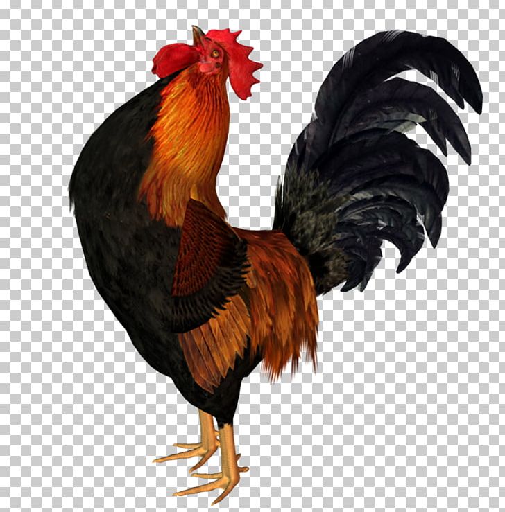 Chicken Rooster Animation Bird PNG, Clipart, Animals, Animation, Beak, Bird, Chicken Free PNG Download