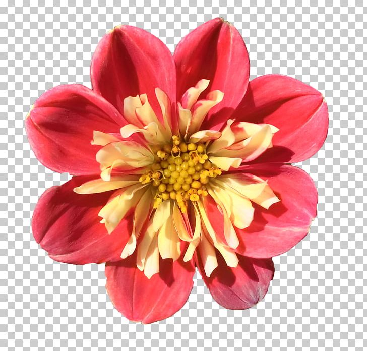 Dahlia Cut Flowers Chrysanthemum Magenta Petal PNG, Clipart, Annual Plant, Chrysanthemum, Chrysanths, Cut Flowers, Dahlia Free PNG Download