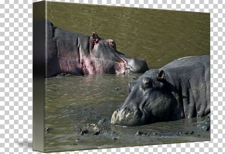 Hippopotamus Terrestrial Animal Wildlife Snout PNG, Clipart, Animal, Fauna, Hippopotamus, Hippo Sports, Organism Free PNG Download