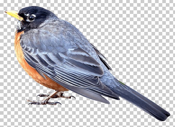 Portable Network Graphics Transparency Bird PNG, Clipart, Animals, Beak, Bird, Bird Vector, Blackbird Free PNG Download