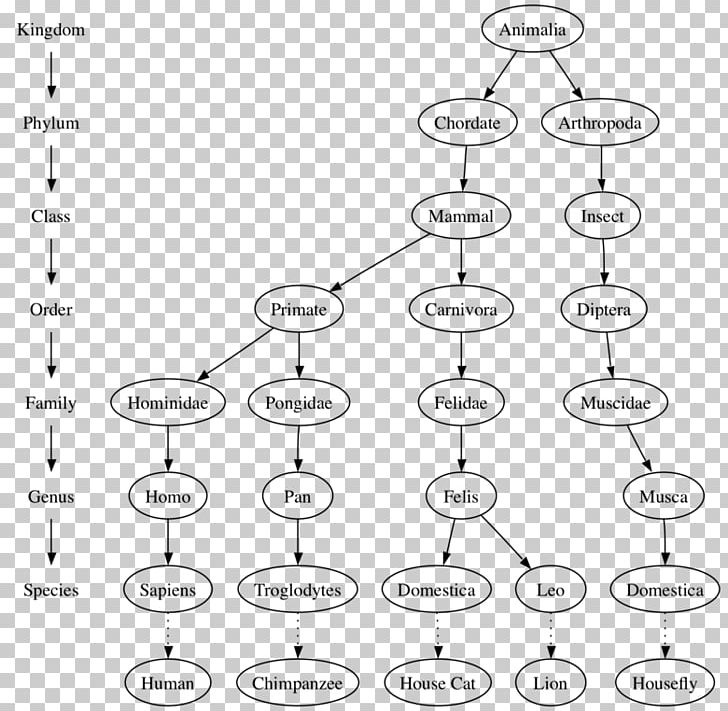 Tree Data Structure Algorithm Computer Science PNG, Clipart, Algorithm, Angle, Area, Black And White, Circle Free PNG Download
