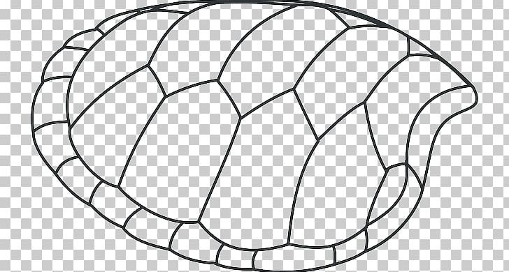 green sea turtle shell drawing