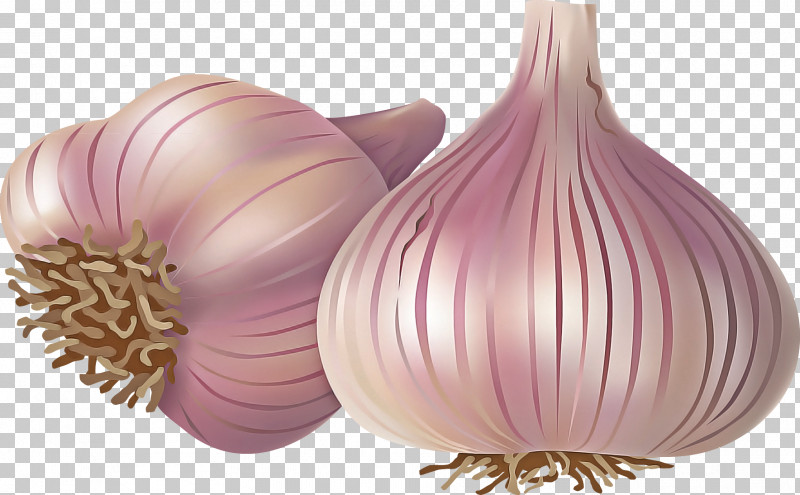 Yellow Onion Red Onion Garlic Purple Onion PNG, Clipart, Garlic, Onion, Purple, Red, Red Onion Free PNG Download