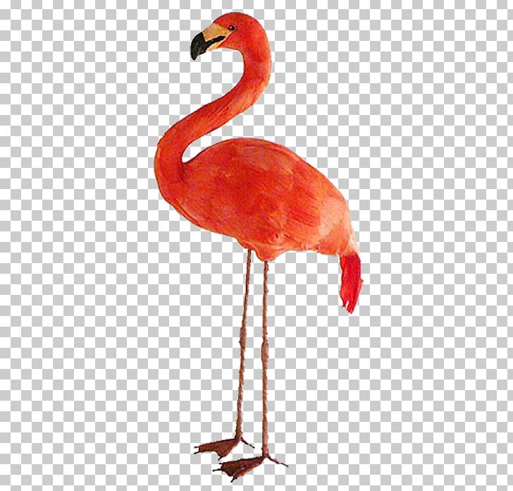 Bird Common Ostrich Greater Flamingo Beak PNG, Clipart, Animal, Basketball Ostrich, Bird, Common Ostrich, Crane Free PNG Download