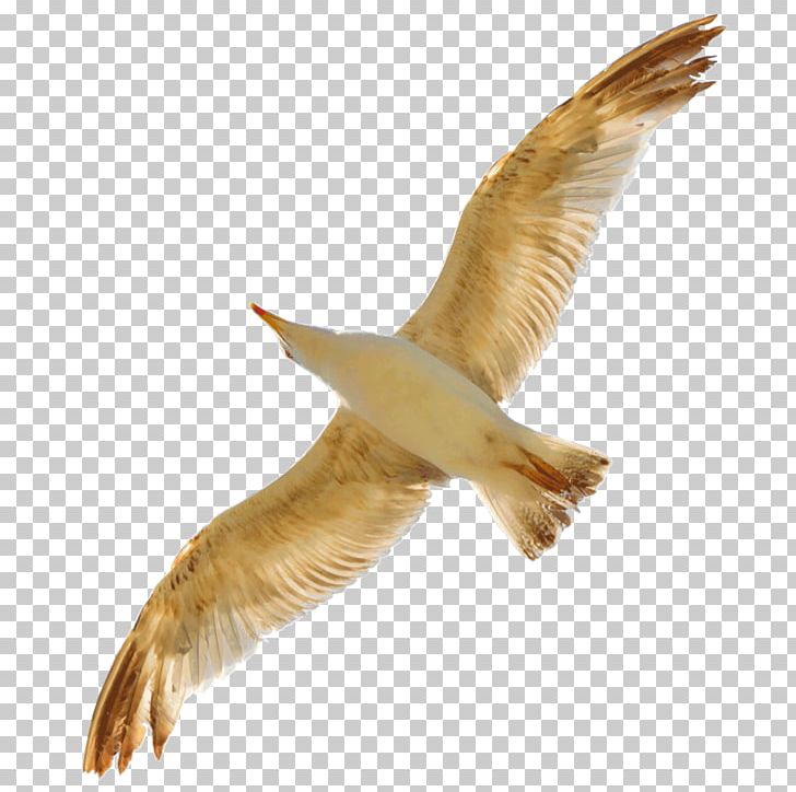 Bird Gulls Swan Goose Beak PNG, Clipart, Animal, Animals, Beak, Bird, Bird Flight Free PNG Download