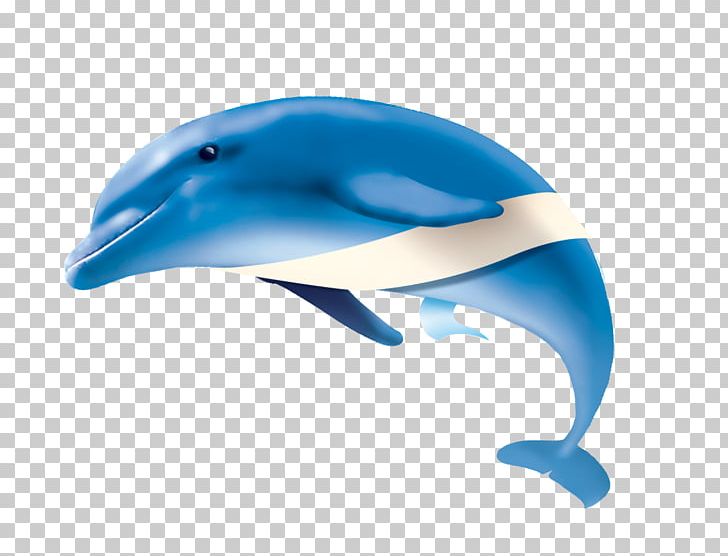 Dolphin Website PNG, Clipart, Alibaba Group, Animal, Animals, Blue, Cute Dolphin Free PNG Download