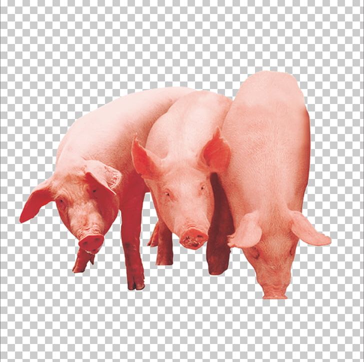 Domestic Pig The Three Little Pigs PNG, Clipart, Animals, Download, Eat, Encapsulated Postscript, Everything Free PNG Download