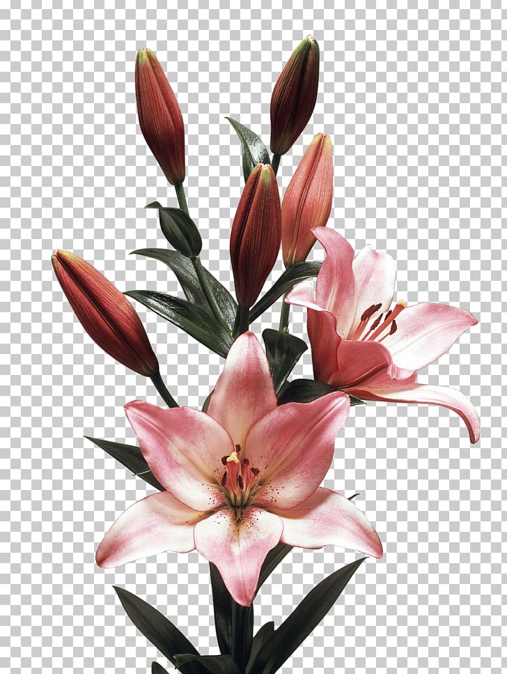 Lilium Royal Van Zanten Plant Flower Liliaceae PNG, Clipart, Antithetical, Bulb, Couplet, Cut Flowers, Flower Free PNG Download