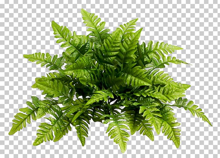 Vervain Lemon Aloysia Citrodora Artificial Flower PNG, Clipart, Aloysia Citrodora, Artificial Flower, Bush, Citrus, Cymbopogon Citratus Free PNG Download