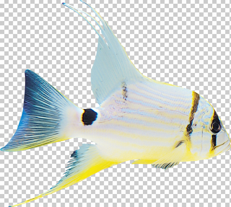 Fish Fish Fin Coral Reef Fish Butterflyfish PNG, Clipart, Bonyfish, Butterflyfish, Coral Reef Fish, Fin, Fish Free PNG Download