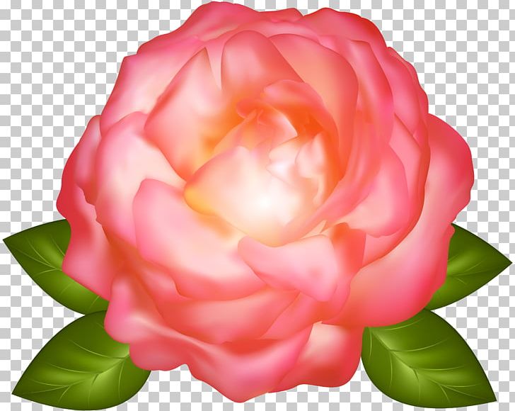 Garden Roses Centifolia Roses PNG, Clipart, Camellia, Centifolia Roses, China Rose, Clipart, Color Free PNG Download