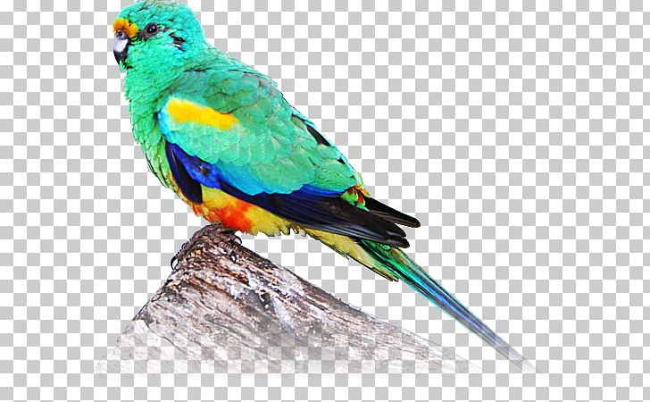 Macaw Parakeet Feather Beak Wing PNG, Clipart, Beak, Bird, Common Pet Parakeet, Feather, Fischers Lovebird Free PNG Download