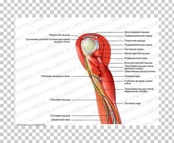 Thumb Shoulder Nerve Muscle Blood Vessel PNG, Clipart, Anatomy, Angle, Arm, Artery, Biceps Free PNG Download