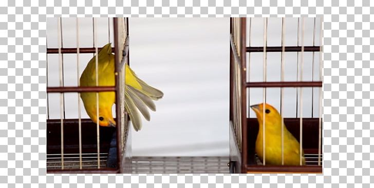 Atlantic Canary Finches Passerine Lovebird Saffron Finch PNG, Clipart, Animals, Atlantic Canary, Beak, Bird, Birdcage Free PNG Download